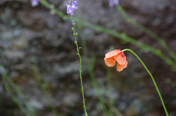red poppy flower