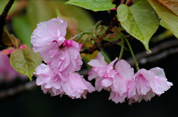 pink cherry blossom