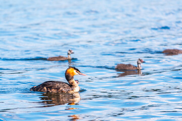 The waterfowl bird, great crested grebe with chick, swimming in the lake.