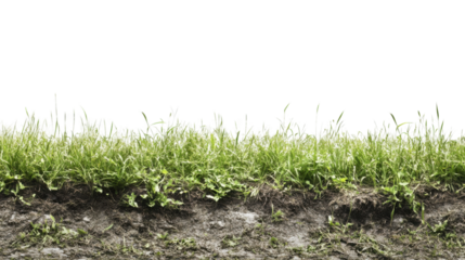 Green grass growing on dirt patch with transparent background