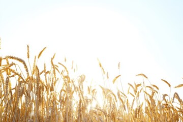 Golden Wheat Field Under Clear Sky with Bright Sunlight