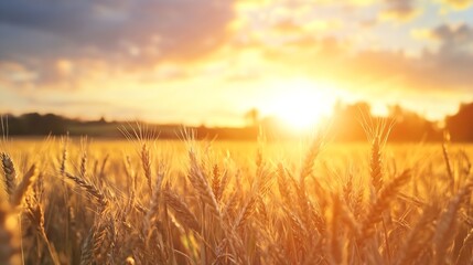 Obraz premium Golden wheat fields glistening in the sunlight at sunset with dramatic clouds : Generative AI