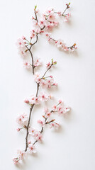 pink cherry blossom flowers branch isolated on white background spring nature floral decoration design element