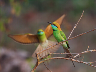 The Little Green Bee-eater has a fly within its beak, waiting for its mate. Huai Kha Khaeng Wildlife Sanctuary, Thailand. There are 2 birds one on the branch, one is on the back.