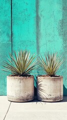 Two plants in concrete pots against teal wall