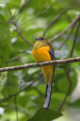 Red-breasted Trogon perching on tree branch at Kaeng Krachan National Park, Phetchaburi Thailand 