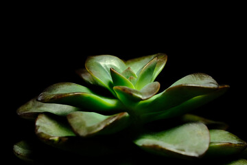 Side view of Echeveria chroma leaf petals succulent plant, beautiful flower in purple green shiny color. Isolated on black background.
