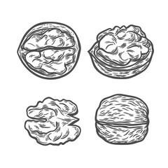 A set with the image of walnuts