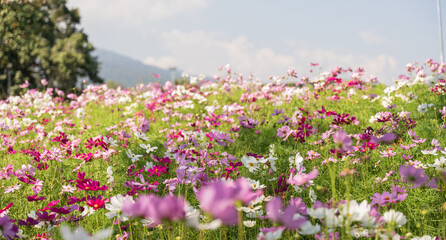 Cosmos flower blossom in garden, Nature Background.