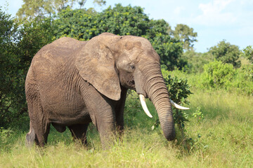 Fototapeta premium Afrikanischer Elefant / African elephant / Loxodonta africana