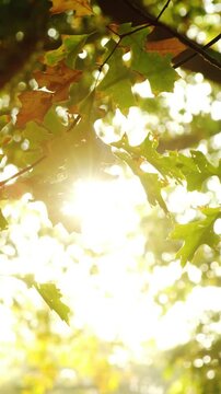 Maple leaf falling from tree