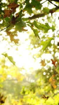 Maple leaf falling from tree