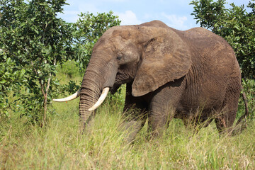 Fototapeta premium Afrikanischer Elefant / African elephant / Loxodonta africana