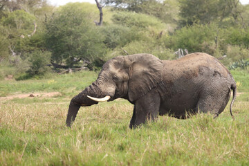 Fototapeta premium Afrikanischer Elefant / African elephant / Loxodonta africana
