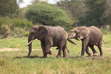 Afrikanischer Elefant / African elephant / Loxodonta africana..