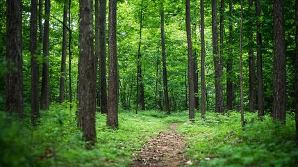 Fototapeta premium Lush green forest path illuminated by sunlight creating a serene atmosphere in nature : Generative AI