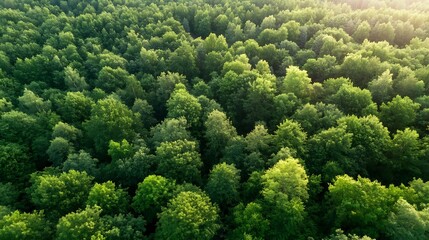 Fototapeta premium Lush Green Forest Canopy Overhead Captured with Bright Natural Light in a Scenic Aerial View : Generative AI
