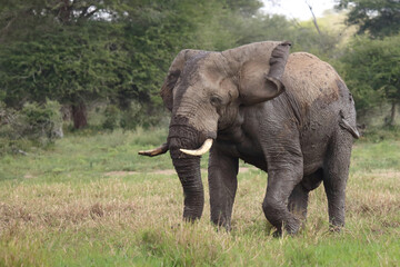 Fototapeta premium Afrikanischer Elefant im Schlamm / African elephant in the mud / Loxodonta africana