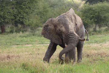 Fototapeta premium Afrikanischer Elefant im Schlamm / African elephant in the mud / Loxodonta africana