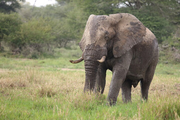 Afrikanischer Elefant im Schlamm / African elephant in the mud / Loxodonta africana