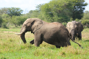 Afrikanischer Elefant / African elephant / Loxodonta africana