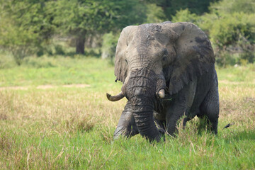 Fototapeta premium Afrikanischer Elefant / African elephant / Loxodonta africana
