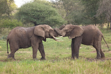 Fototapeta premium Afrikanischer Elefant / African elephant / Loxodonta africana.