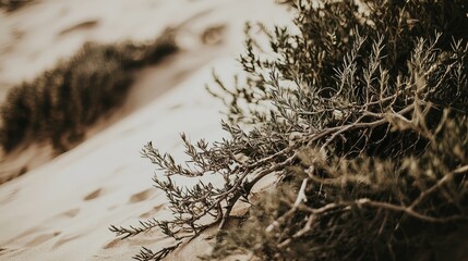 Close-up view of desert vegetation with sandy dunes in the background, showcasing nature's resilience