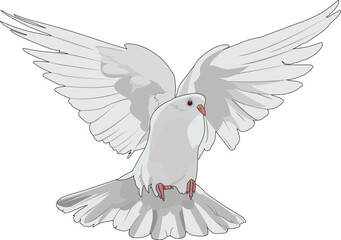 White flying dove symbol of peace vector