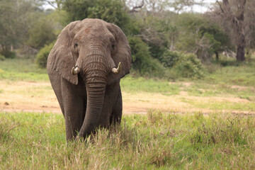 Afrikanischer Elefant im Schlamm / African elephant in the mud / Loxodonta africana