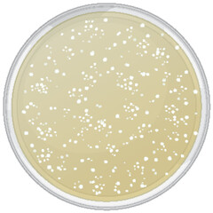Penicillin Growth in Petri Dish