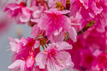 あぶと桜の彩り