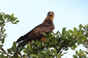 Wahlbergsadler / Wahlberg's  eagle / Aquila wahlbergi