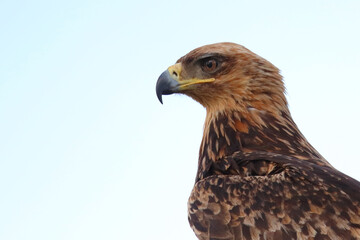 Wahlbergsadler / Wahlberg's  eagle / Aquila wahlbergi