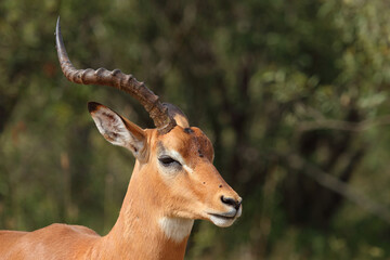 Fototapeta premium Schwarzfersenantilope / Impala / Aepyceros melampus