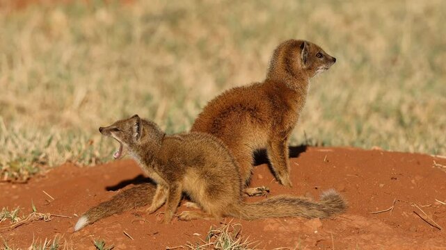 Two alert yellow mongooses (Cynictus penicillata) at their den, South Africa