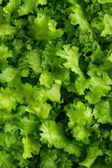 Fresh Green Lettuce Leaves Background for Healthy Food Concept