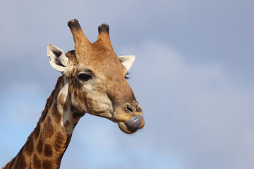 Giraffe / Giraffe / Giraffa camelopardalis