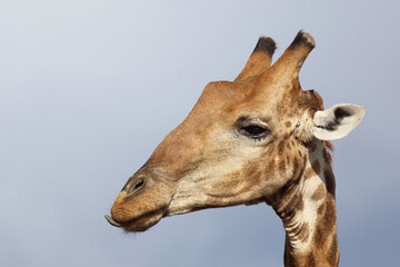 Giraffe / Giraffe / Giraffa camelopardalis