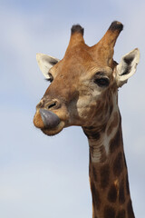 Giraffe / Giraffe / Giraffa camelopardalis