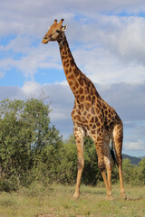 Giraffe / Giraffe / Giraffa camelopardalis