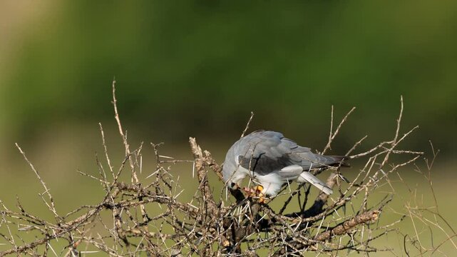 A black-shouldered kite (Elanus caeruleus) perched on a tree with rodent prey, South Africa
