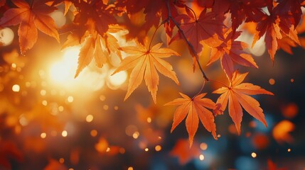 Fototapeta premium Vibrant Orange Maple Leaves Against a Soft Sunlit Background