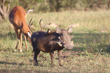Schwarzfersenantilope / Impala / Aepyceros melampus