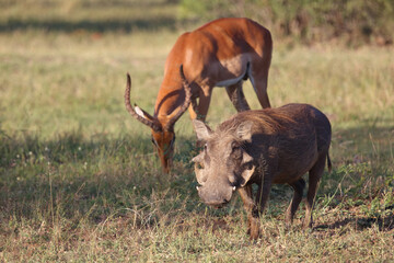 Warzenschwein / Warthog / Phacochoerus africanus