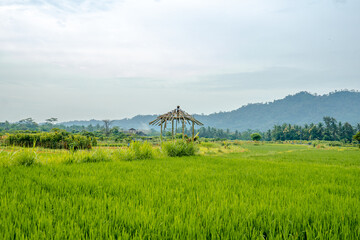Tranquil Rice Field with Surrounding Trees and Majestic Mountain View, Serene Green Landscape in the Heart of Nature.