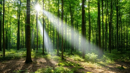 Obraz premium Majestic Sunlight Streaming Through Green Forest Trees Creating Serene Natural Atmosphere
