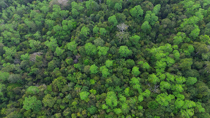 Naklejka premium Tropical Mixed Deciduous Forests. Lowland Tropics Images. Aerial View Asian Tropical Rainforest Forest Tree Texture And Background.