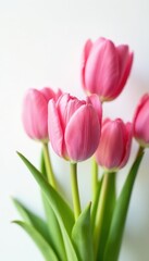Fototapeta premium Close up of several pink tulips on pure white backdrop , closeup, petals