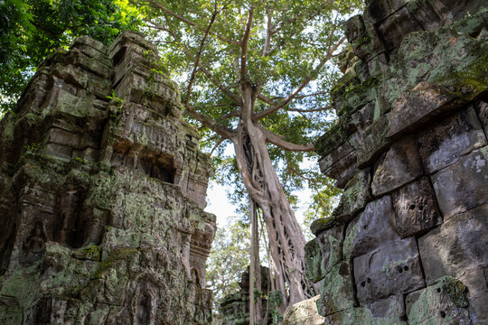 A banyan tree amongst the ruins of Ta Prohm, the Tomb Raider Temple, in Angkor, Cambodia